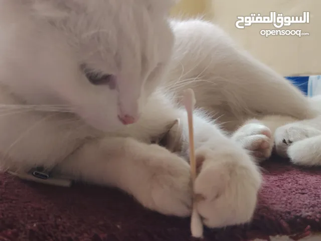cute cat .