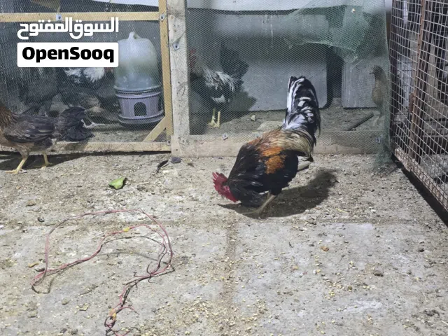 سلام عليكم ديج ودجاجه كحالي خط اول شرد البيض والتبزير