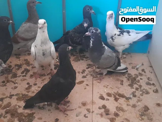 طيور للبيع