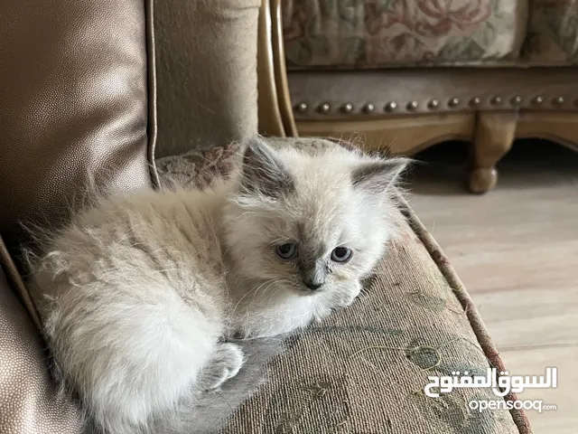 بيور همالايا