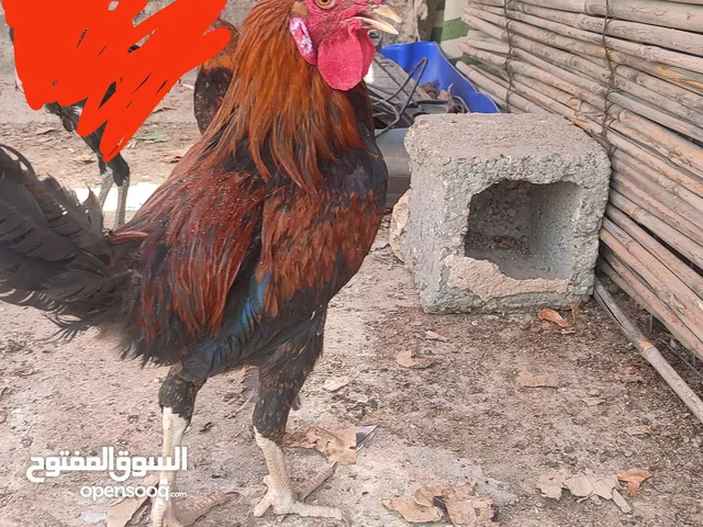 ديوك للبيع سعر التك ب25 المكان بغداد العامريه الديك الاول ابيض افرك والثاني شمسي
