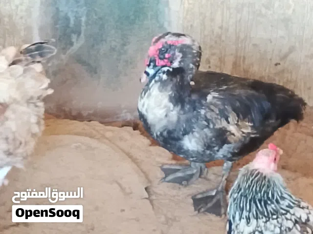 يوجد بط للبيع