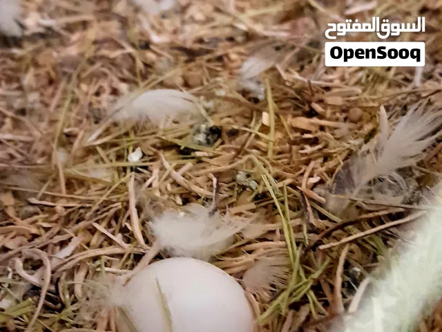 مشاءالله تبارك الرحمن جوز روز تحته دحيه ومزال يكمل وعندي صوره للانتاج سنه   مكان بنغازي