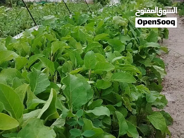 خافور خشن بذنجان عراقي درجه اوله