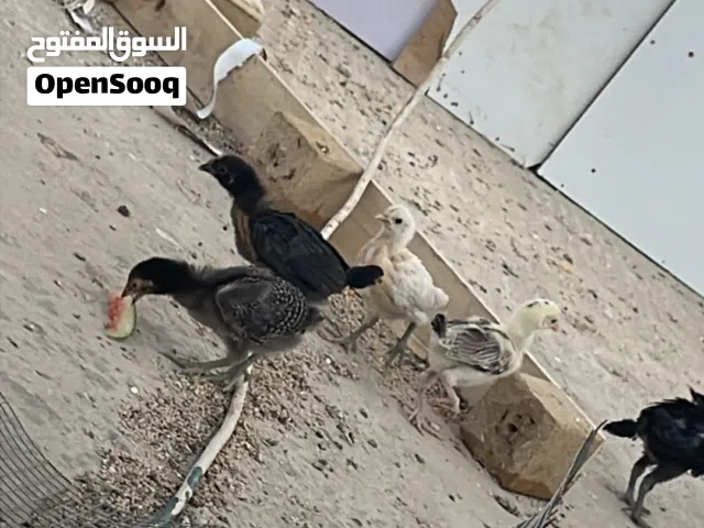 صوص دجاج بلدي عمر شهرين