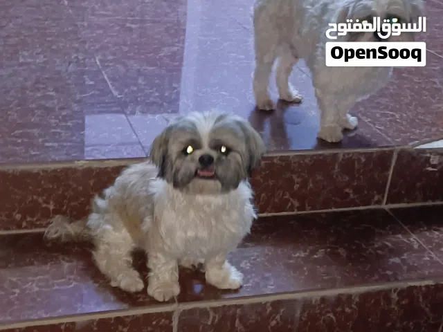 شيتوز ذكر وانثى