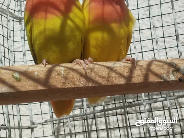 السلام عليكم كوبيه روز الانثا ربع لفه اورنج عين حمره و الذكر لفه تامه و لاكن مش اورنج  عين سوداء 270