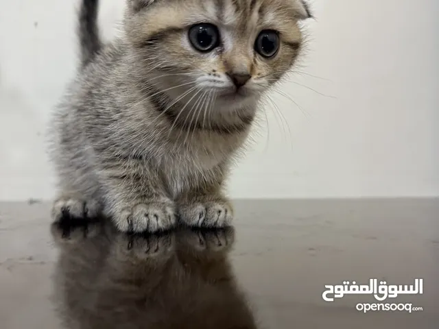 kittens for sale سكوتش فولد كيتنز للبيع