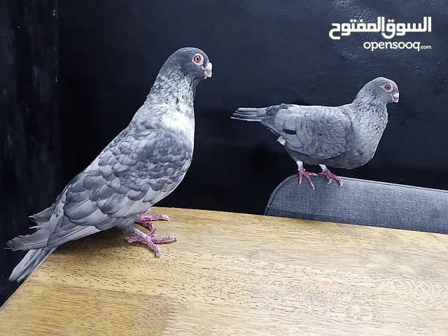 جوز قراقطه للبيع معهم فرخ