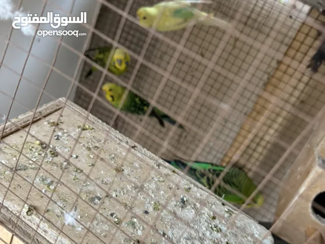 Budgies birds for sale 2 pairs only for 10bd
