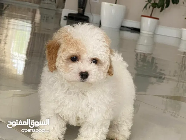 Toy Poodle Puppy for Adoption