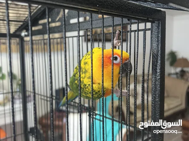 Well Trained Sun Conure