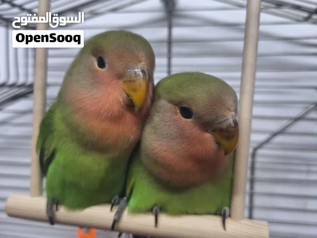 Rosy-faced Lovebird 1-Pair with full setup Cage