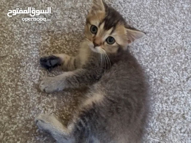 سكوتش جولدن انثى