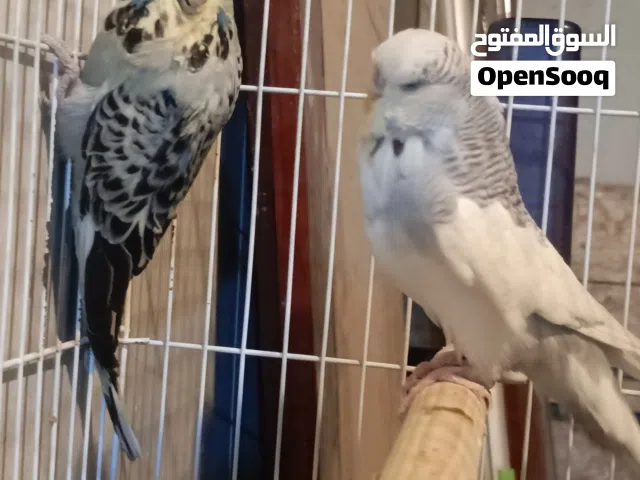 متاح زوج انكليزيات