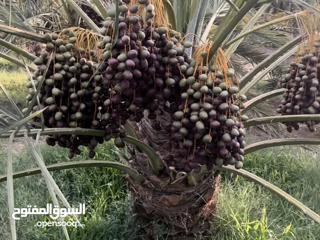 بيع صيف 2025