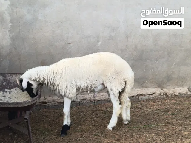خروف عمره 10 شهور