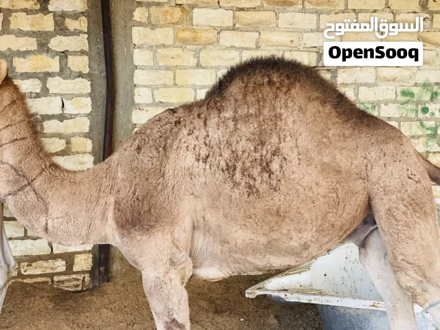 زوز قعدان للبيع￼