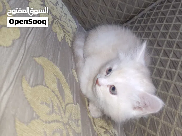 قطط هملايا