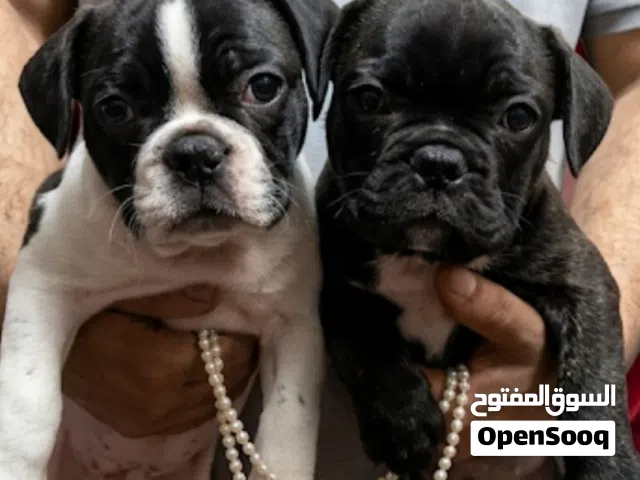 أجمل بنتين فرنش بلدوج اهالى مستورده