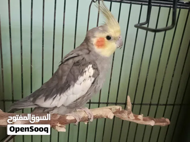كوكتيل  ذكر للبيع السعر على الخاص
