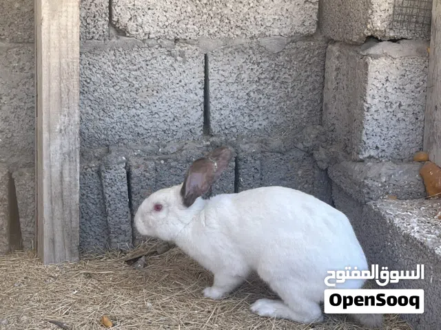ارنب دكر كبير