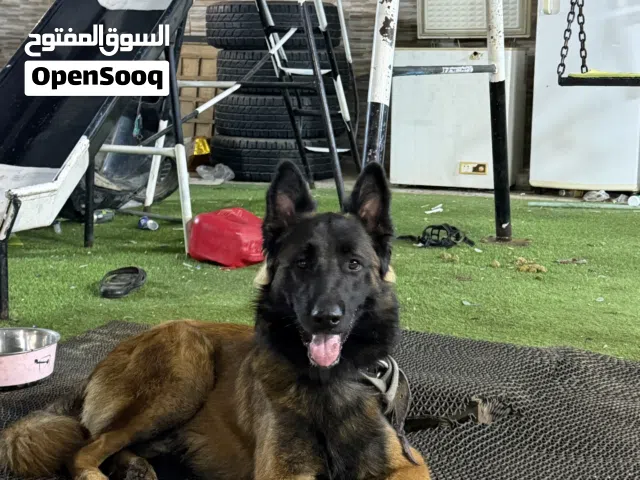 للتلقيح دم حراره