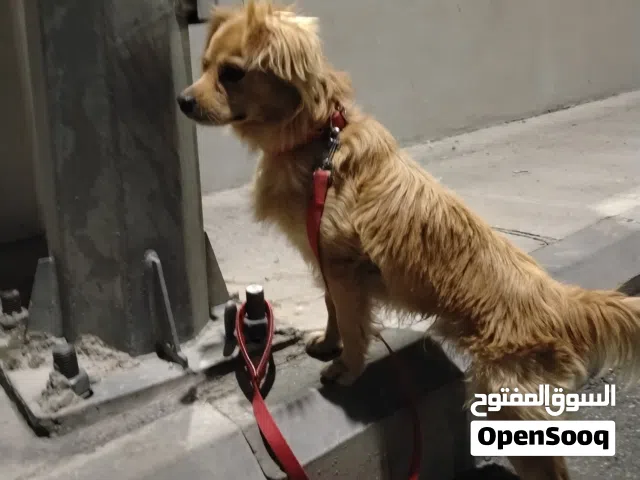 كلب مكس جولدن تشواوا مطعم معاه جواز سفر مدرب نضيف