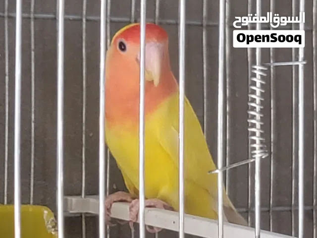 بركاديلو انتايا