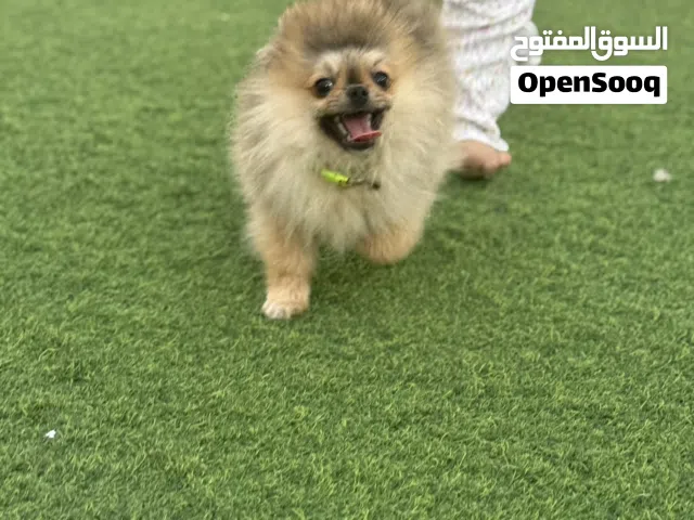 بومارين ذكور