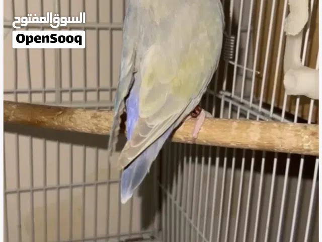 أنثى روز كرمنو وايت فيس