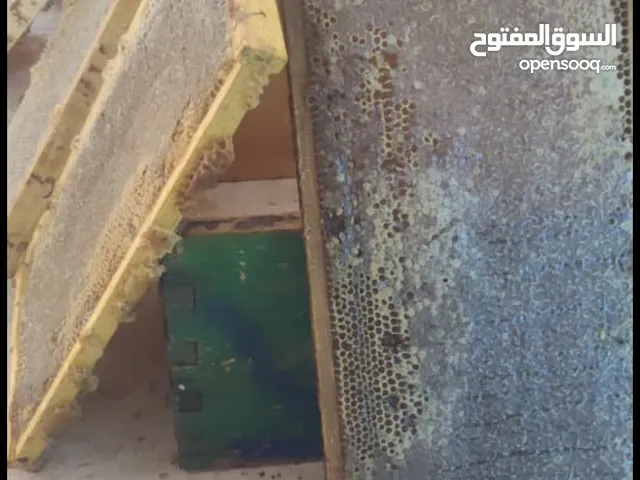 موسم 2025 سعر خاص للتجار و للكميات من عسل وشمع علب وبراويز كامله من مناحل عسل مملكة النحل