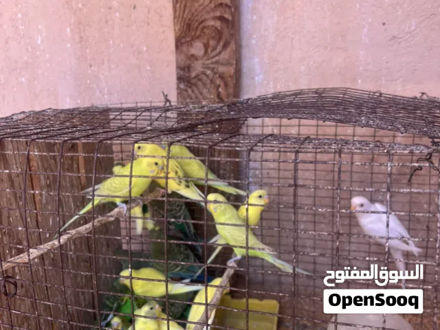 سلام عليكم بقلينو انتاج ربي يبارك للبيع بالجملة
