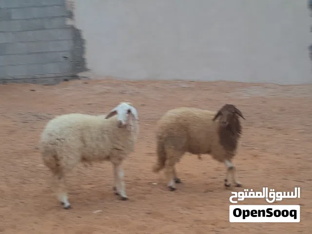 2فطايم وطنيات مشالله عمرهم ف7شهور سليمات ربي يبارك متع تربيه..
