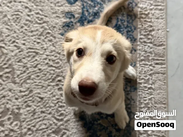 Husky + Golden retriever