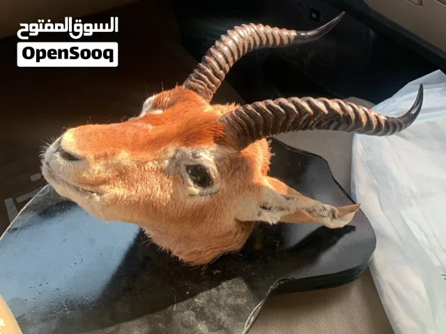 راس غزال طبيعي محنط