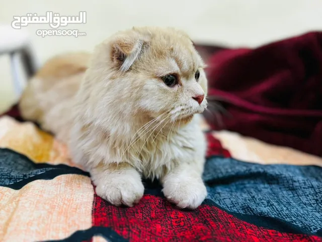 Scottish fold with cattery