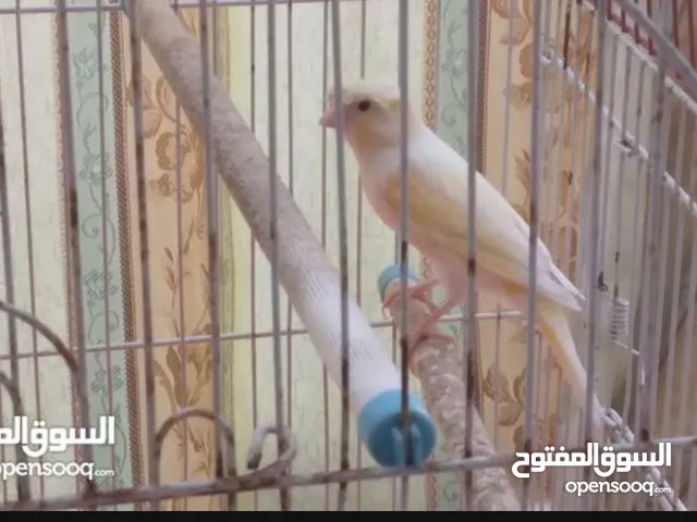 عصفور كنار ذكر لون ابيض واصفر للبيع بسعر مغري