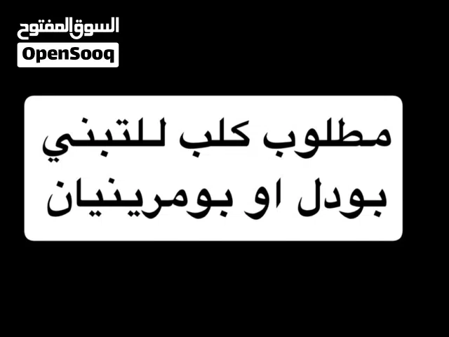 ابي جلبه تلعب و تكون (بنت) و نضيفه مع تطعيمات و الجواز و الدفتر و التطعيمات