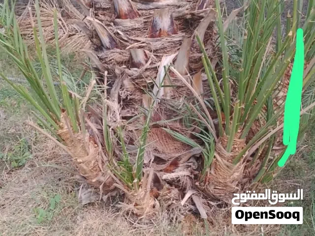 فسائل برشي وأصناف أخرى