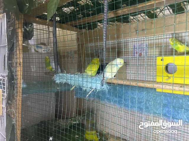 سلام عليكم طيور لحب للبيع