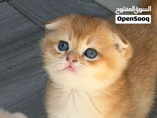متوفر قطاو سكوتش قولد ستريت و فولد