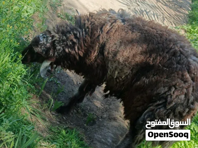 طلي فحل يوزن40 كيلو