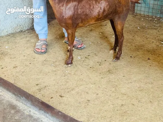 صلالي مقزم الاصلي سخال غزلاني