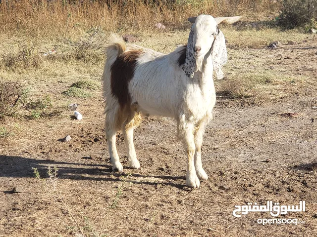 ماعزهندي للبيع