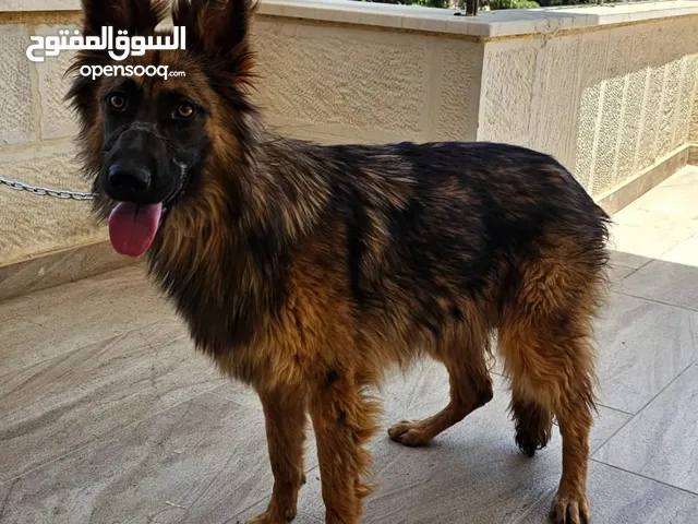 انثى جيرمن شيبرد فل شو لاين بلاك فيس لونق هير كسحة انتاج قريب جدا عضم عريض مواصفات رائعة