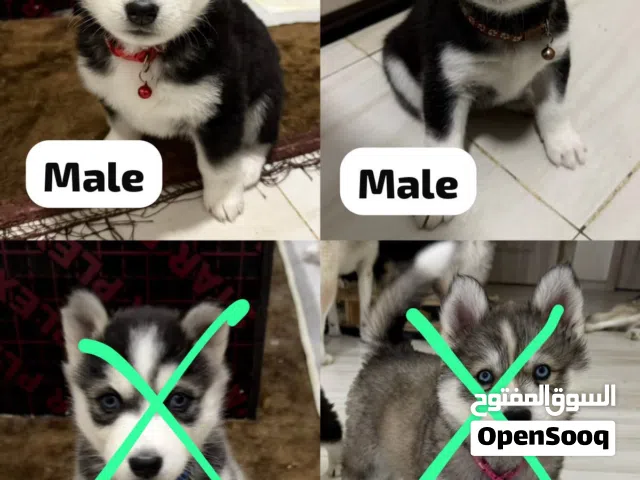 Purebred husky siberian for sale كلب هاسكي سيبيري أصيل للبيع