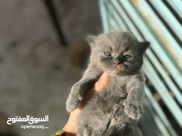 قطط بريطانيا ماشاءالله النوع النادر انتى وذكر للبيع