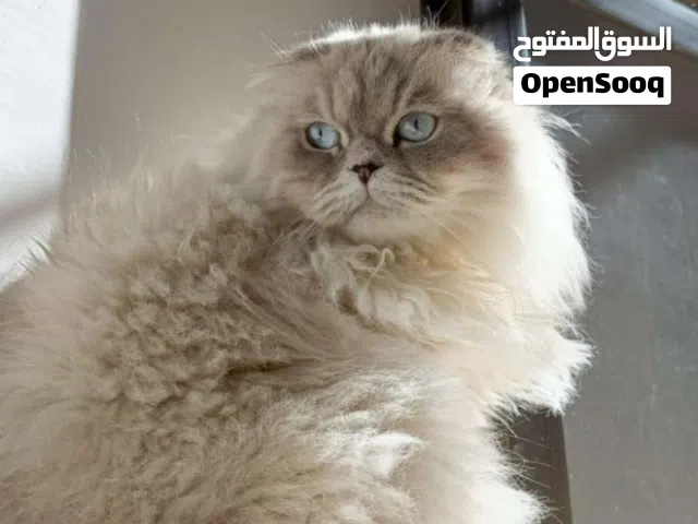 قط جميل لعوب يحب الأطفال للبيع بسعر رمزي