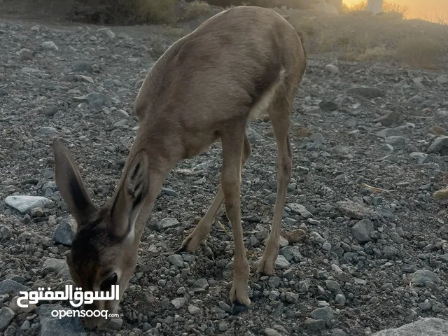 ذكر الدماني مع التصريح